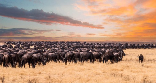 The great Migration of the Serengeti is considered one of 'The Ten Wonders of The Natural World’