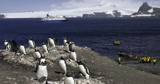 Land on the shores of the Antarctic by small boat from the cruise ship and experience local wildlife on your Trip to Antarctica