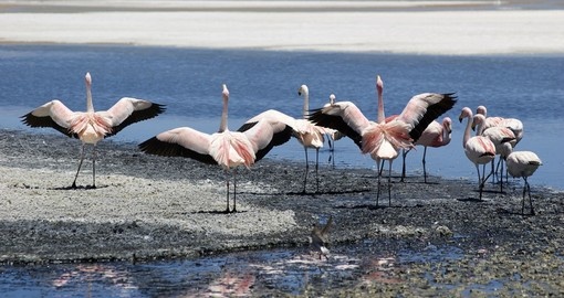 Experience Flamingos on the Salt Flats on your next Bolivia vacations.