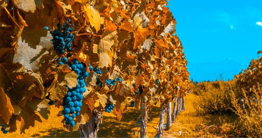 Originally from the South West of France, the Malbec grape has become Argentina's signature grape