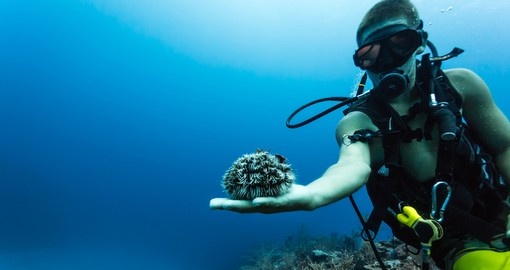 Scuba diver displaying large sea urchin