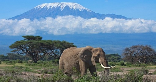 A large adult elephant with snow covered Mount Kilimanjaro in the background makes for a great photo on your Tanzania safari.
