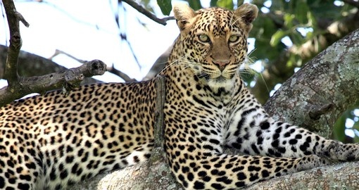 See Leopards and other members of the Big 5 on your Kenya Vacation