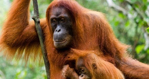 Mother and baby orangutan in the jungle