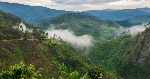 Your Uganda Tour begins in the Bwindi Impenetrable Forest is one of the most biologically diverse areas on Earth