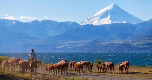 Gauchos and herd of cows on the background of Volcano Lanin