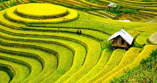 Birdseye view of rice fields in Vietnam
