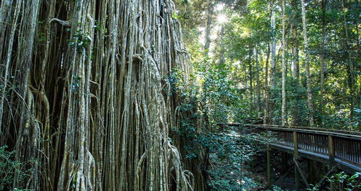 Admire nature's strength when visiting the Curtain Fig Tree, sitting nearly 50 metres tall