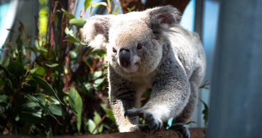 Explore Taronga Zoo where you can see kangaroos and koalas. Taronga Zoo cares for over 4000 animals including Australia's unique Marsupials.