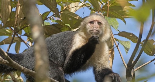 Get up close and personal with some of Tortuguero National Park's inhabitants, like the white face monkey