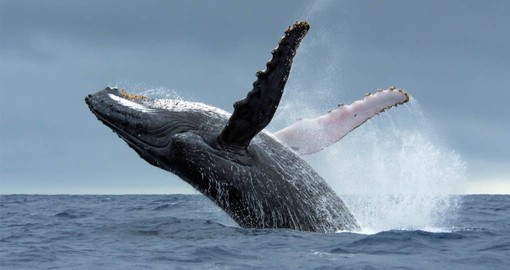 Enjoy a day watching the migrating whales on your Bora Bora vacation