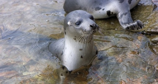 You will be able to see Seals on the Island on your next Australia vacations.