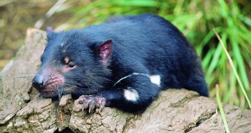 Meet Tasmanian Devil found in the wild only on the island state of Tasmania during your next Australia vacations.