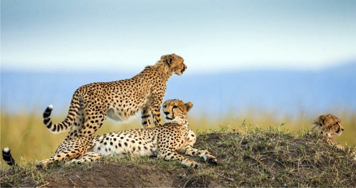 Famed for it's massive annual migration, The Serengeti is one of the oldest ecosystems on earth