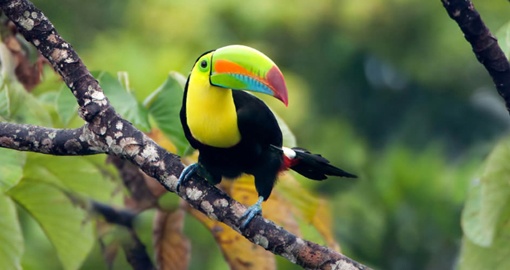 See toucans and other wildlife on your trip to Panama