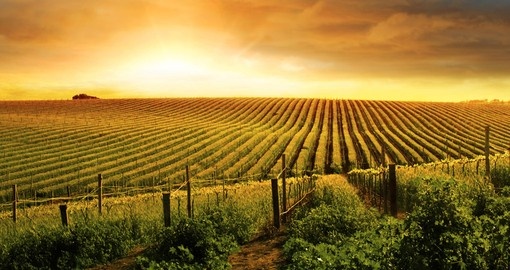 Beautiful sunset over a vineyard