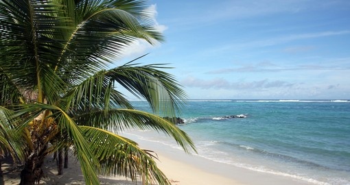 Palm trees on the white sand beach