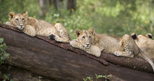 Lion cubs lying on a fallen tree makes for a great photo opportunity while on your Lake Nakuru National Park safari.