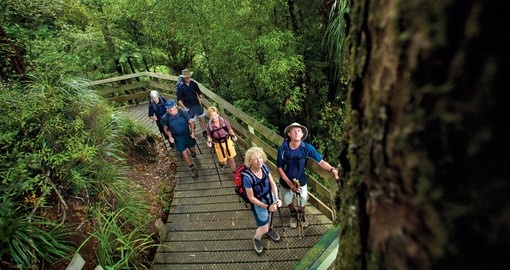 Go on the adventure trek known as the Tuahu Kauri Walk during your New Zealand Vacations.