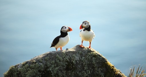 Puffins are some of the various wildlife you can see throughout your vacation in Norway
