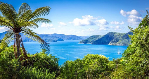 Experience Queen Charlotte Sound, where seals, dolphins, penguins, gannets and shearwaters abound.