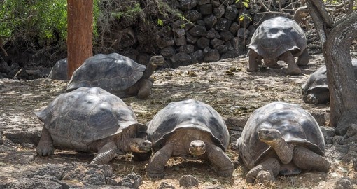 Watch giant tortoises on your Ecuador TOur