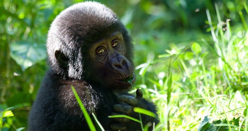 See young Gorillas playing during your Uganda safari