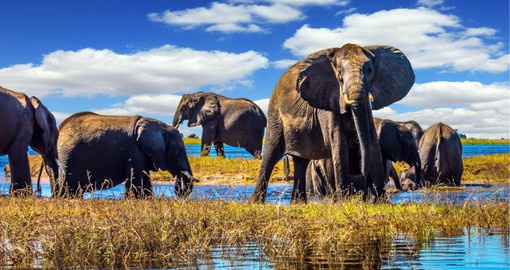 "The Land of The Giants", Chobe National Park is home to Africa’s largest elephant population