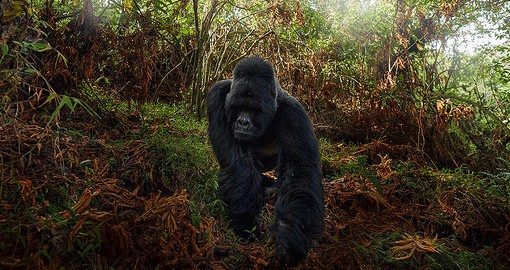 Uganda has more than half of the world’s mountain gorilla population