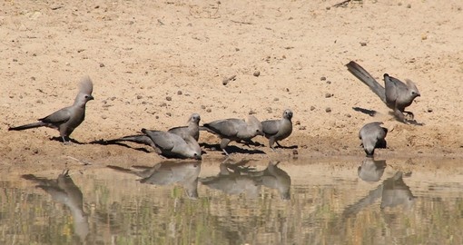 Lourie, Grey Goway Birds