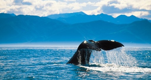 Go whale watching in Kaikoura