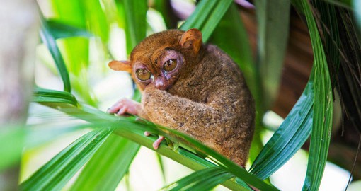 Locate Tarsiers in the trees on Bohol as part of your Philippines Vacation.