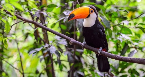 Look for colourful toucans on your trip to Brazil