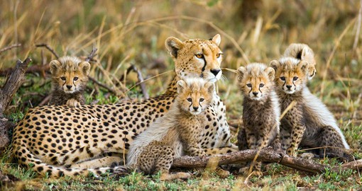 Tanzanian cheetahs are the oldest and largest of the species