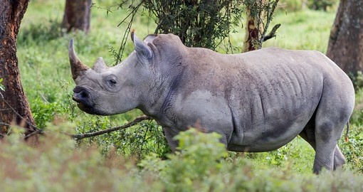 Rhinoceros at Lake Nakuru National Park