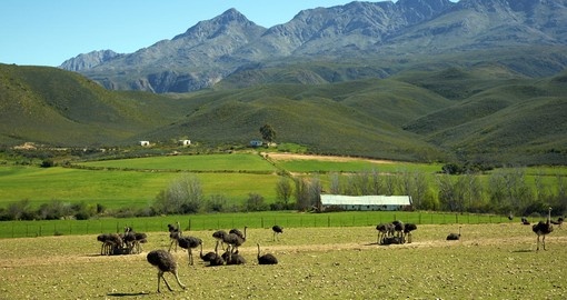 Discover Ostrich Farm in Oudtshoorn during your next trip to South Africa.