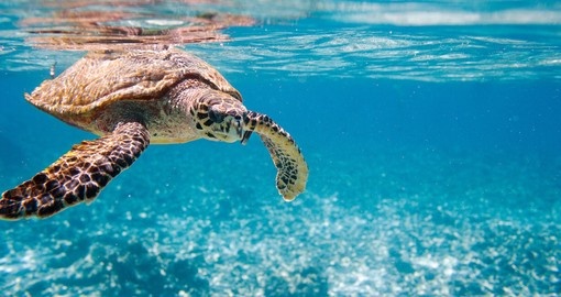 Spot a sea turtle while snorkeling during your next trip to Seychelles.