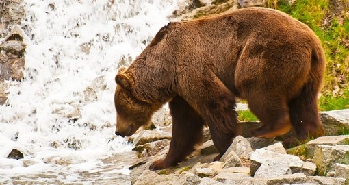 A brown bear hunting near a waterfall
