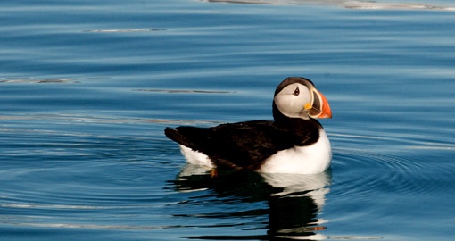 Arctic Puffins are one of the many species of birds that call the region home and you will have the opportunity to see them on one of your Arctic Trips