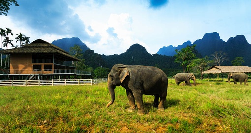 Hangout with elephants on your Thailand tour