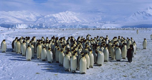 Visit with a waddle of Penguins on your South American tours
