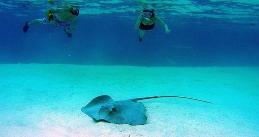 Snorkel in shallow waters with the rays during your Tahiti tours.