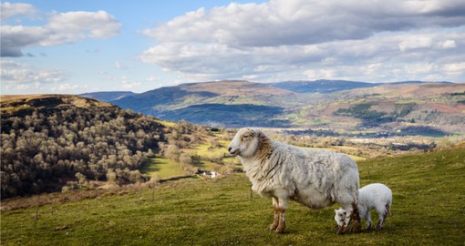 Explore the farmlands of the Welsh countryside on your Trip to Wales