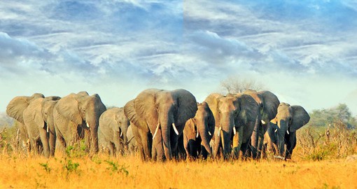 Hwange National Park is home to large herds of elephant