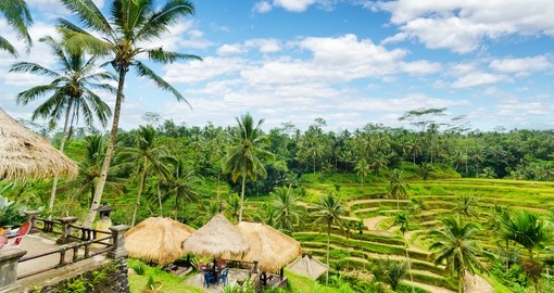 Rice terrace on Bali Island