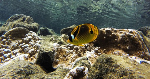 Dive deep with the sea life at Kealakekua Bay