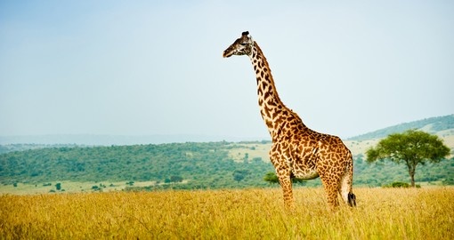 Giraffe looking out on the plain