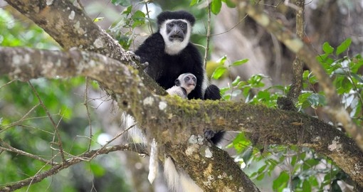 White Colobus monkey - Arusha National Park