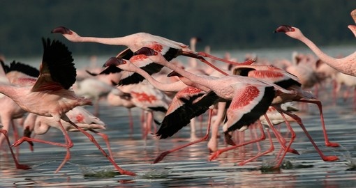 Lesser flamingos make for a great photo opportunity while on your Kenyan safari.