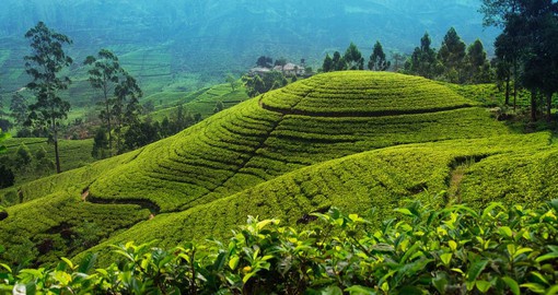 Learn about the lives of tea farmers and the efforts that go into growing a widely consumed drink while Travelling to Sri Lanka